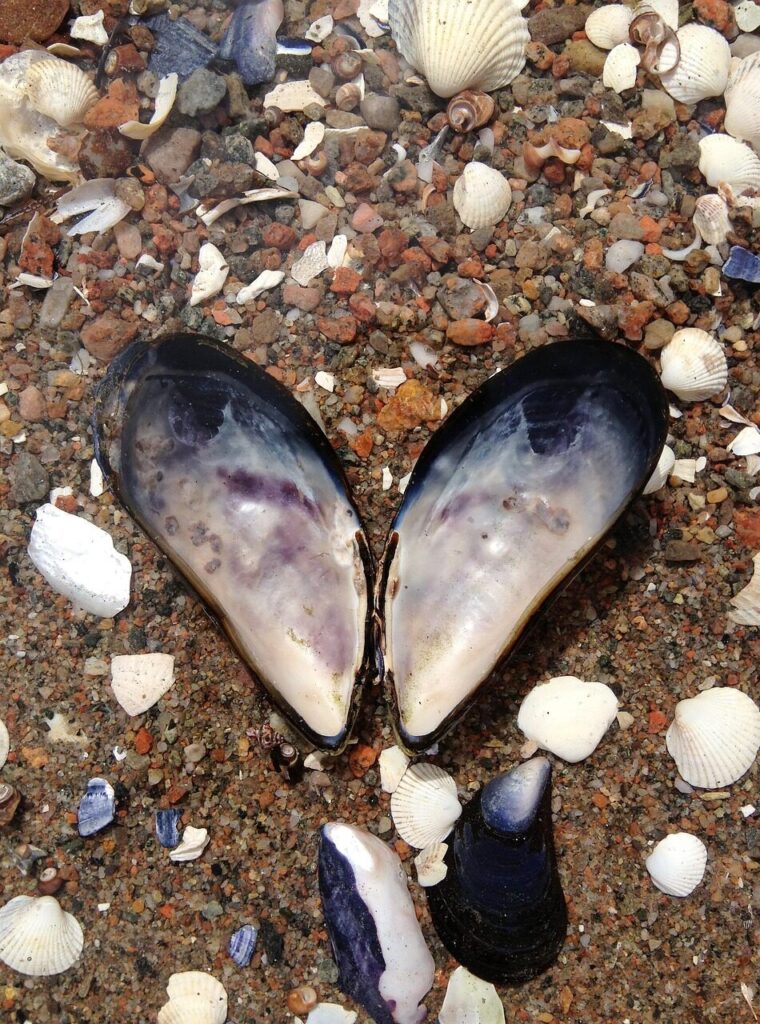 mussel, the west coast, heart, shell, clam, nature, shells, saltwater, beach